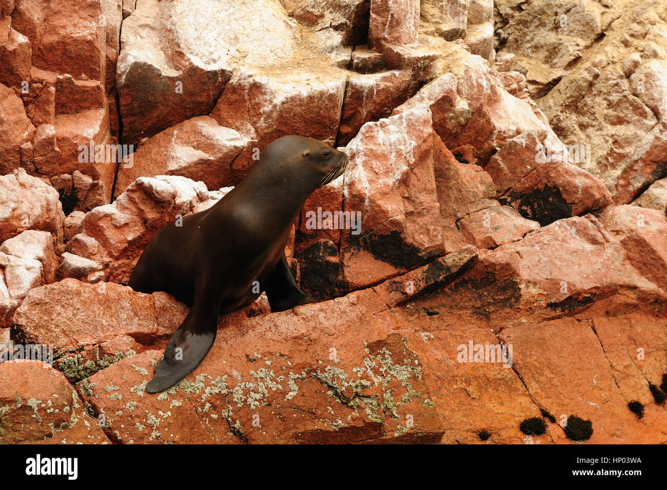 Le Pérou, l'Sxouth Islas Ballestas près de la côte, le Parc National de Paracas, bien qu'grandiosely le surnom 'poor mans sur l'île des Galapagos est riche de la faune Banque D'Images