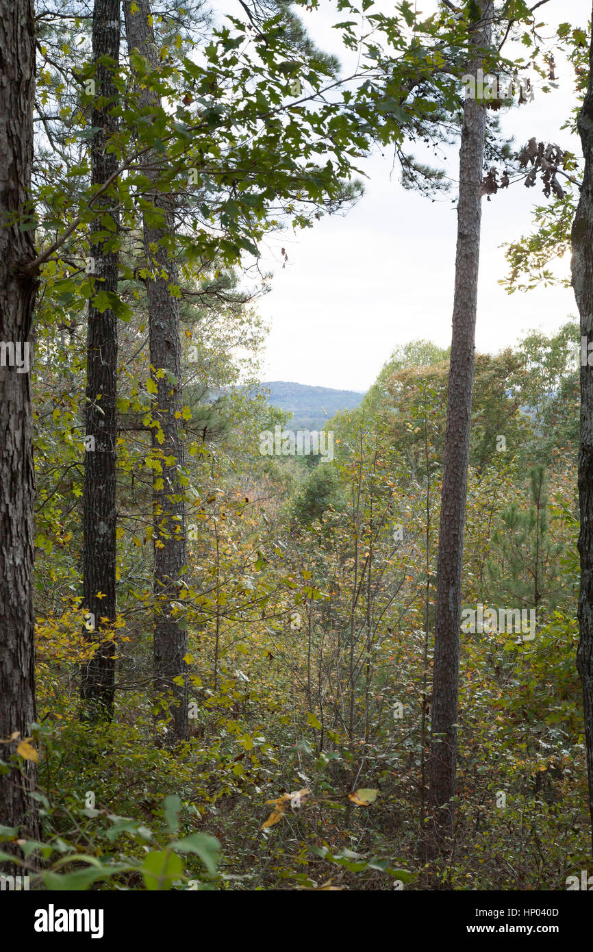 Vue sur la forêt du mont Driskell, dans le nord de la Louisiane Banque D'Images