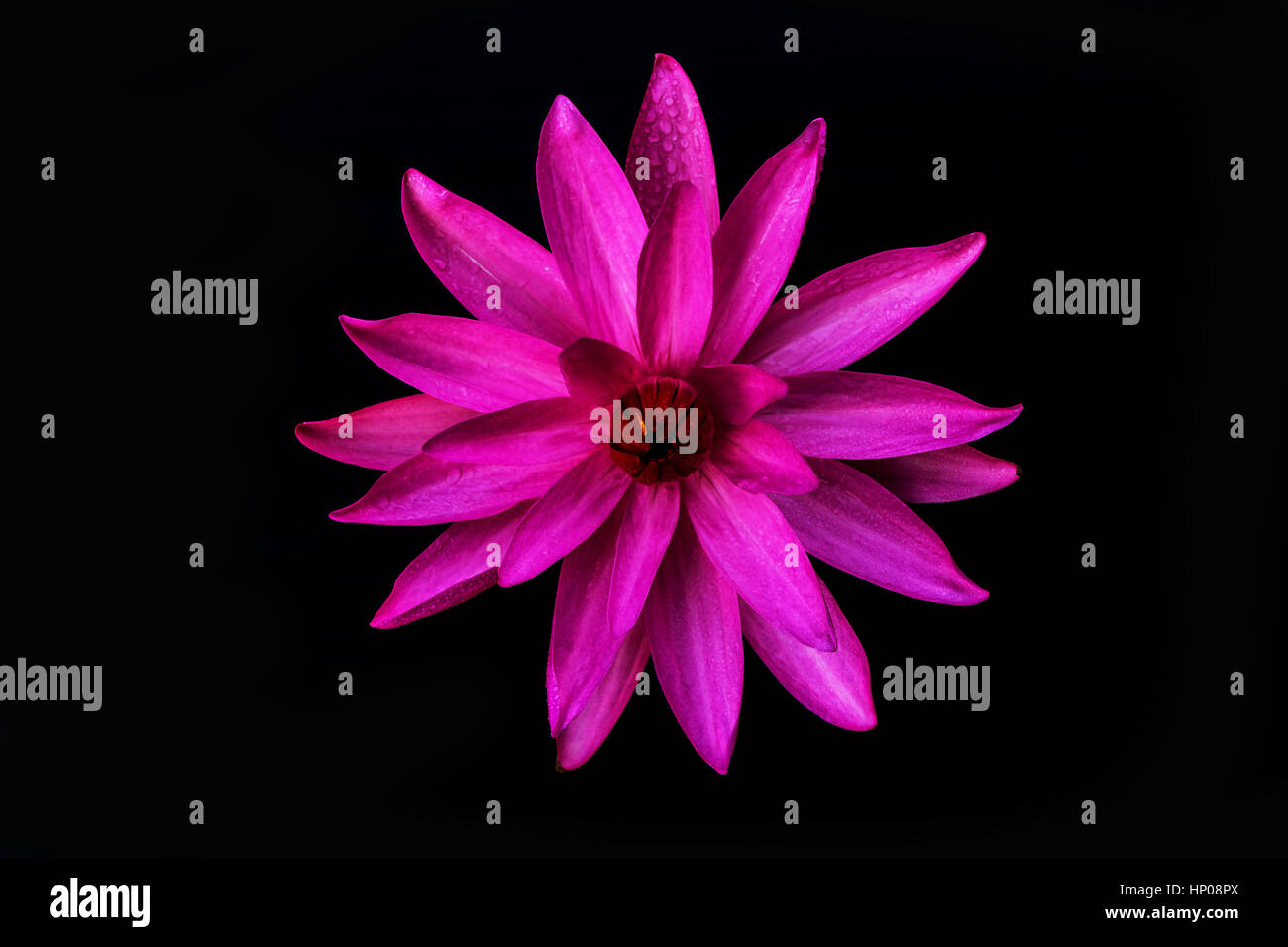 Fleurs De Lotus Rose Sur Fond Noir Banque Dimages Photo