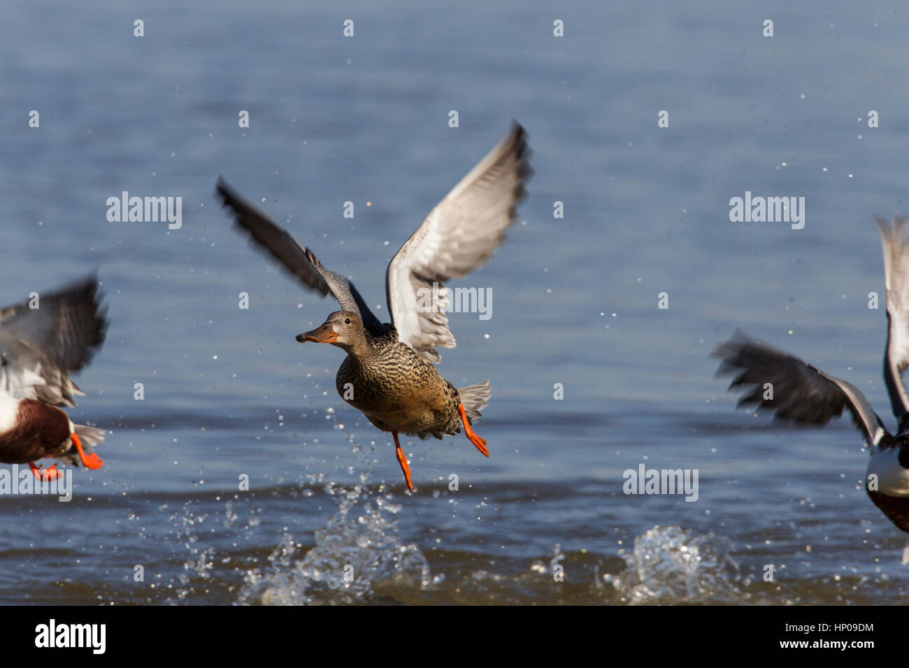 Une poule Canard souchet (Anas clypeata) fait un décollage splashy flanquée de deux ailes juste (drakes montrant) Banque D'Images