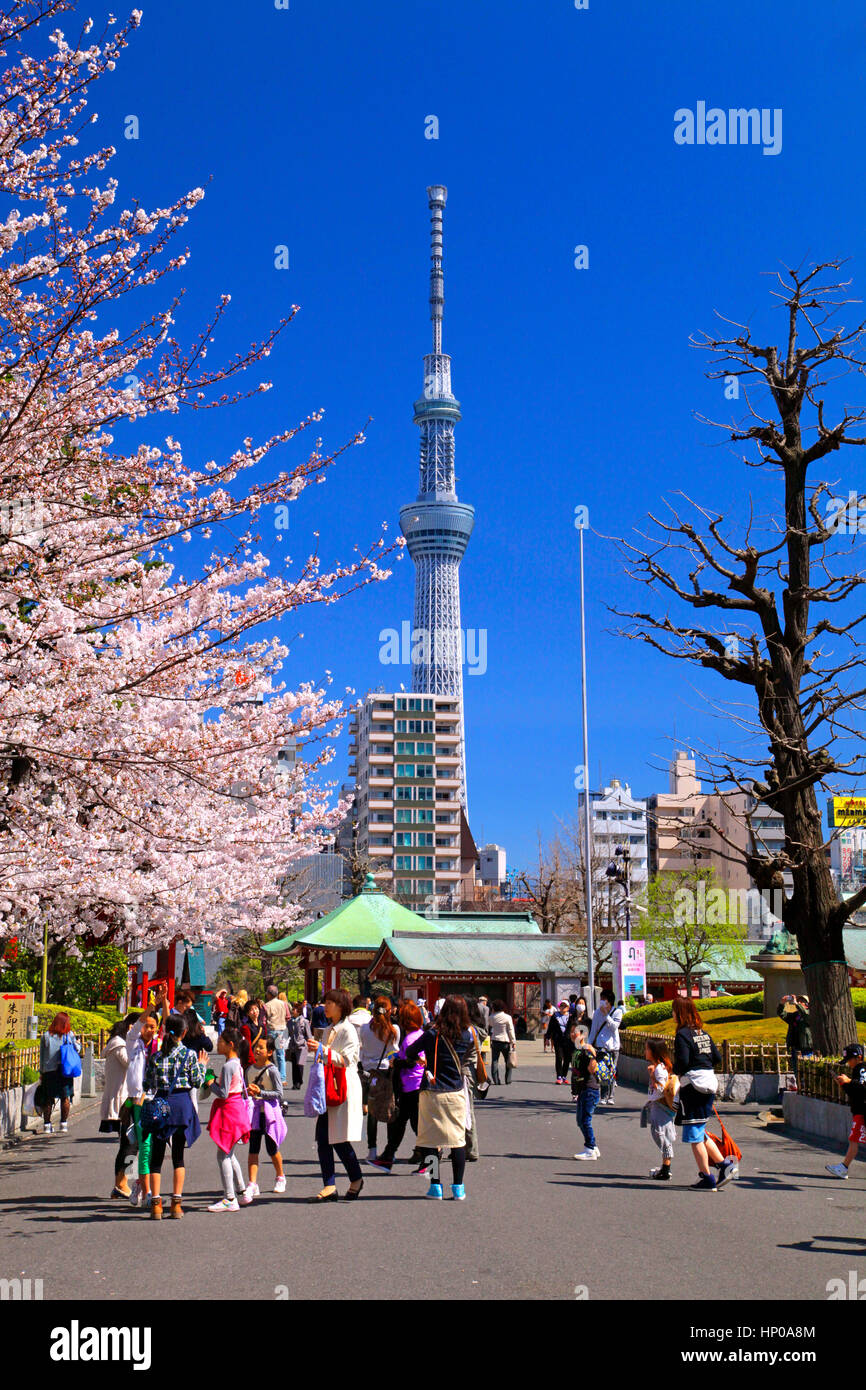 Fleurs de cerisier et le Japon Tokyo Asakusa Tokyo Skytree Banque D'Images