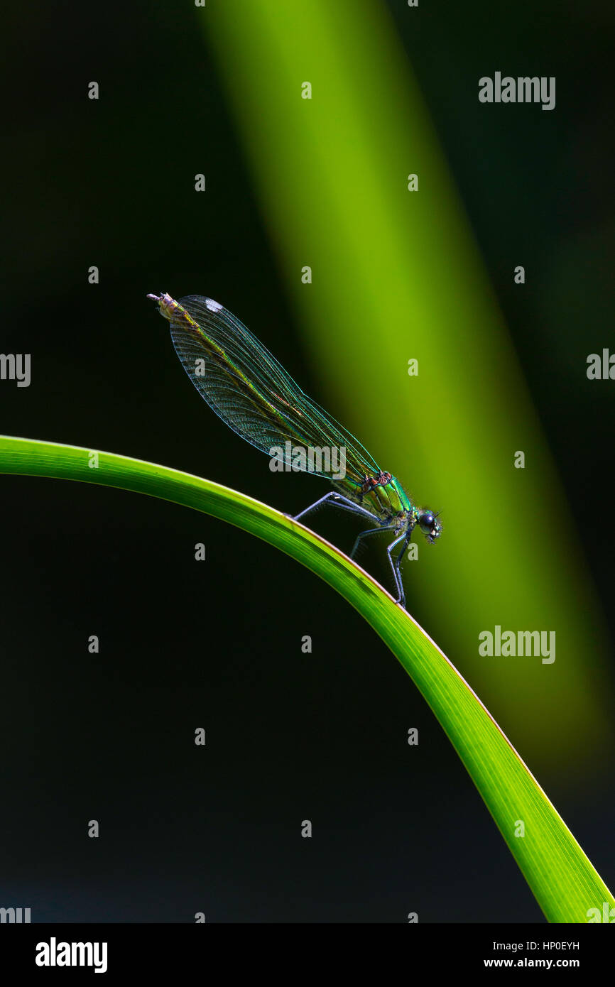 Demoiselle (Calopteryx splendens bagués) - Portrait d'une femme sur une demoiselle bagué vert lumineux reed, contre un fond vert & noir Banque D'Images