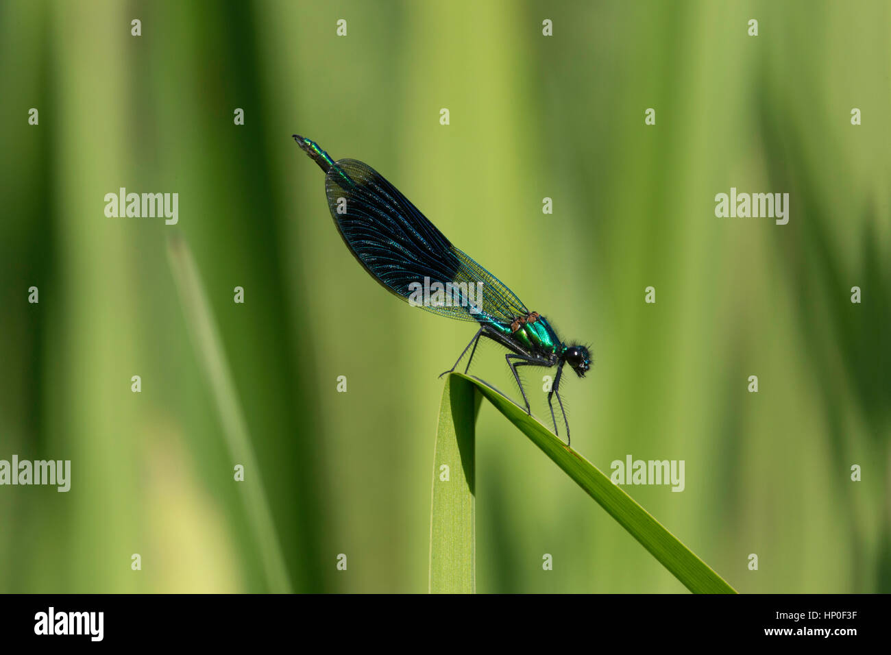 Demoiselle (Calopteryx splendens bagués) - mâle bagué demoiselle posée sur reed vert avec des ailes fermées Banque D'Images