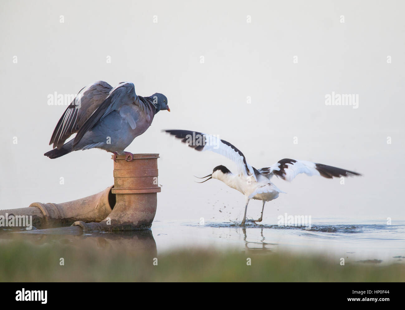 Avocette élégante (Recurvirostra avosetta) dans angry confrontation avec un pigeon ramier (Columba palumbus) qui est assis sur un tuyau de drainage en eau peu profonde Banque D'Images