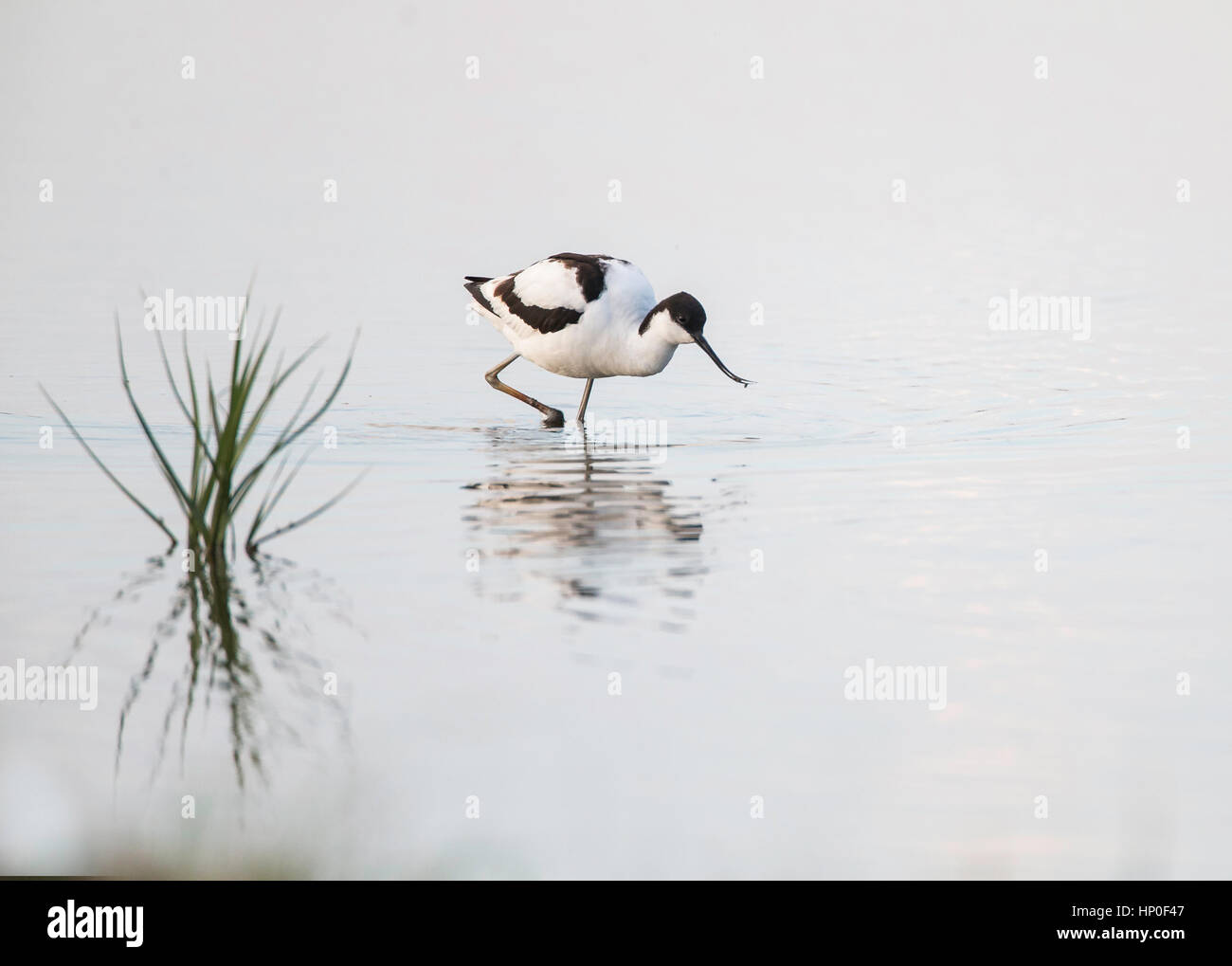 Avocette élégante (Recurvirostra avosetta) pataugeant en eau peu profonde avec des roseaux en premier plan vert Banque D'Images