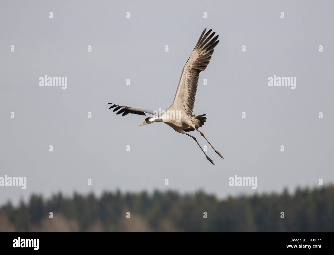 Crane (Grus grus) voler contre un ciel bleu gris. Banque D'Images