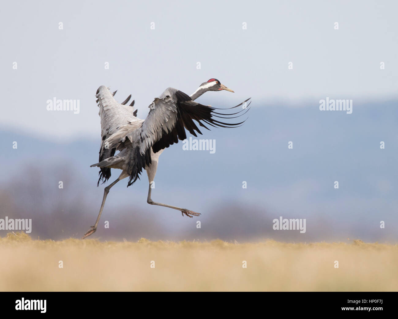 Crane (Grus grus) clapote et fonctionnant comme il se prépare à prendre son envol Banque D'Images