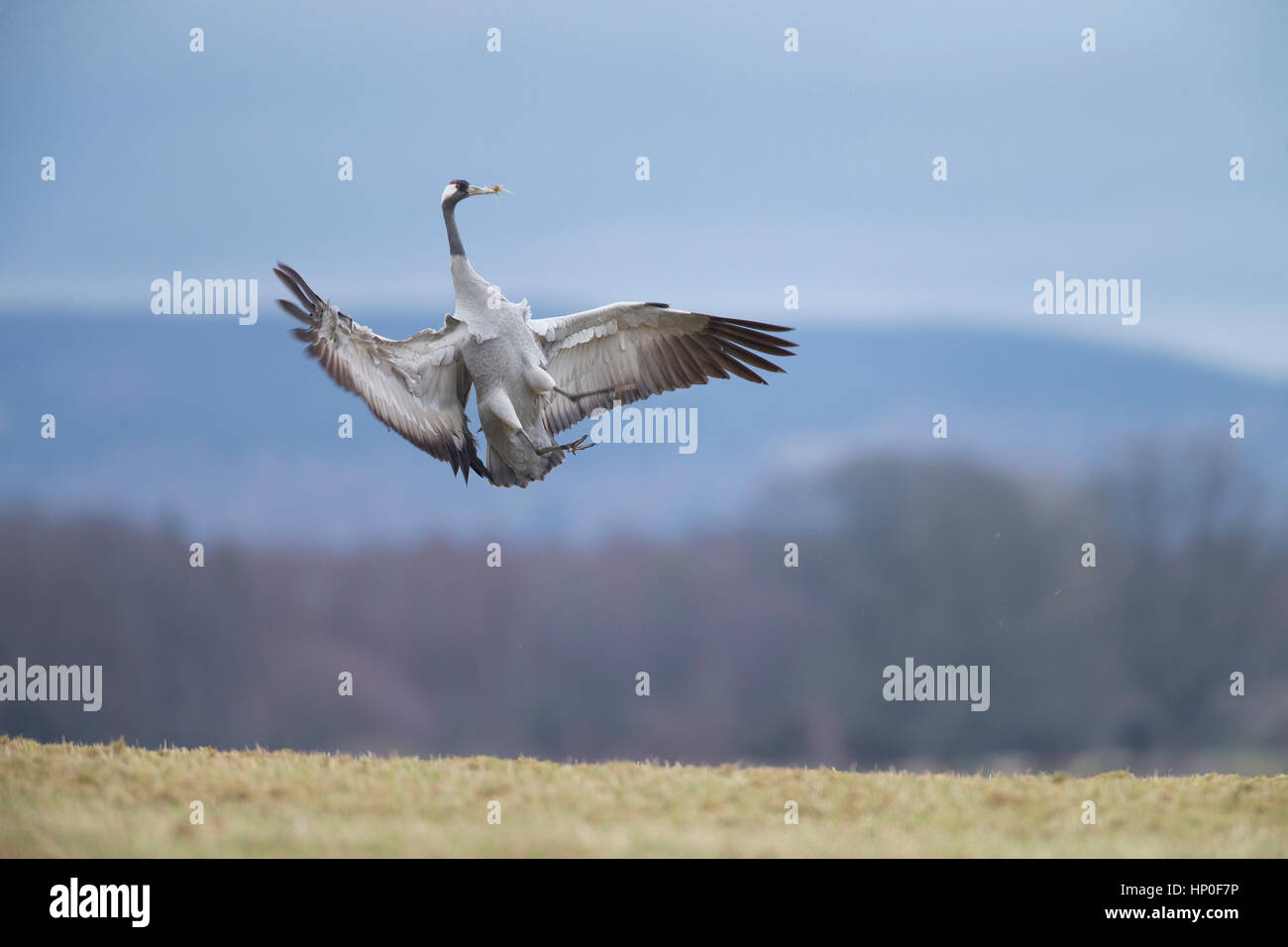 Crane (Grus grus) sautant dans l'air dans le cadre de c'est l'accouplement de la danse pour établir pair bonding Banque D'Images