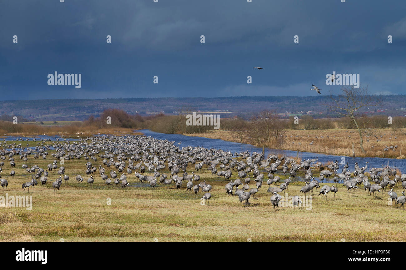 Grues cendrées (Grus grus) sur leur escale au lac Hornborga en Suède, où ils restent brièvement pour se reposer, manger et danser. Banque D'Images