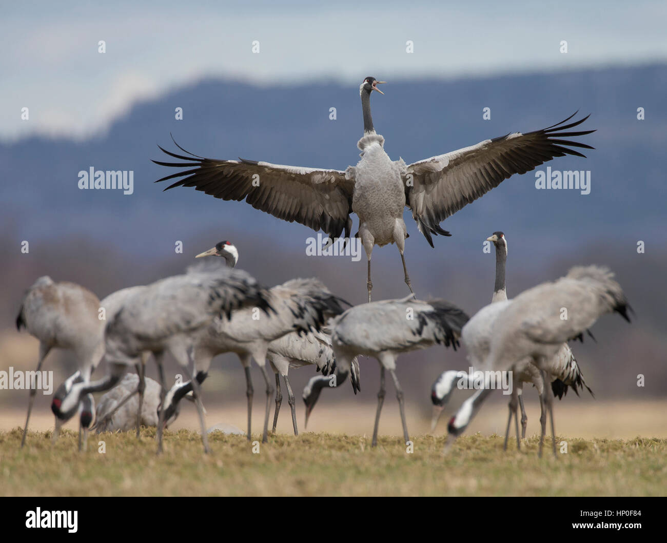 Grues cendrées (Grus grus) sur leur escale au lac Hornborga en Suède, pour se reposer, manger et danser. Banque D'Images