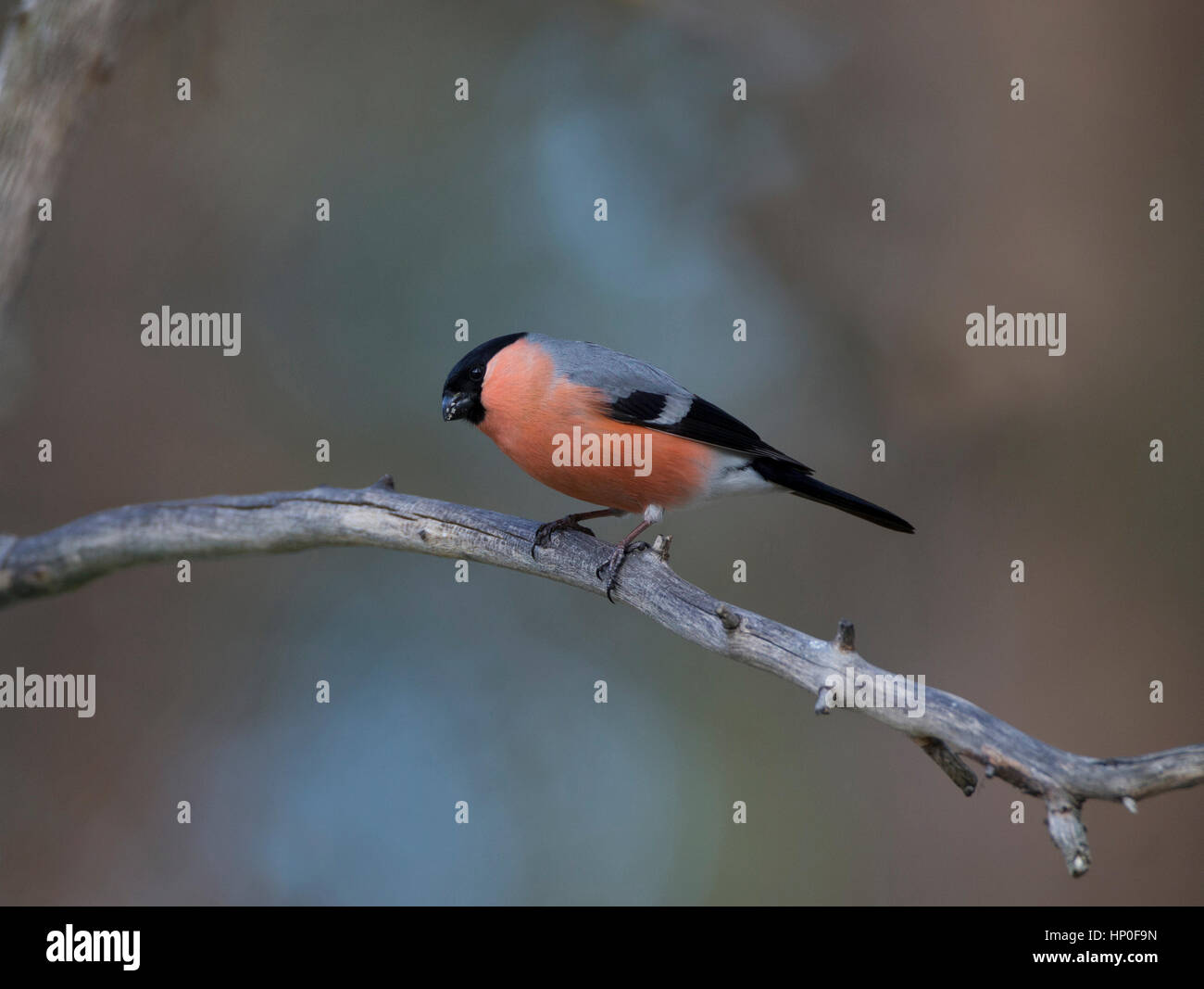 Canard colvert mâle (Pyrrhula pyrrhula) perché sur un simple bramch dans une forêt Banque D'Images