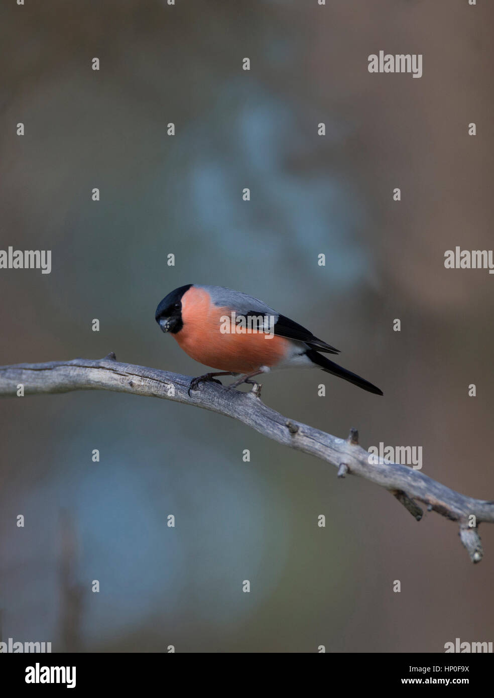 Canard colvert mâle (Pyrrhula pyrrhula) perché sur un simple bramch dans une forêt Banque D'Images