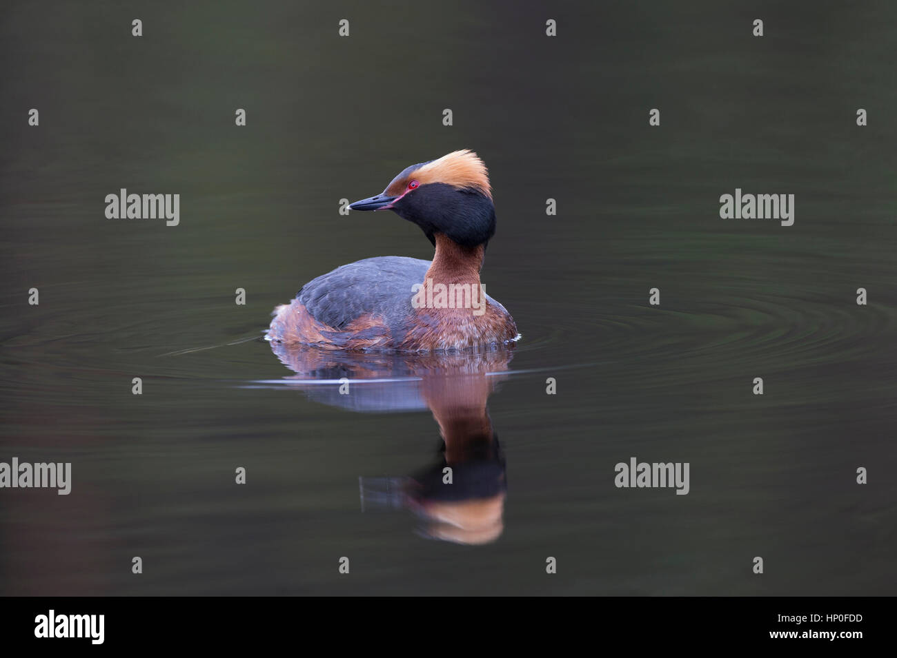 Des palettes ou Grèbe esclavon (Podiceps auritus) assis sur l'eau encore sombre avec la réflexion Banque D'Images