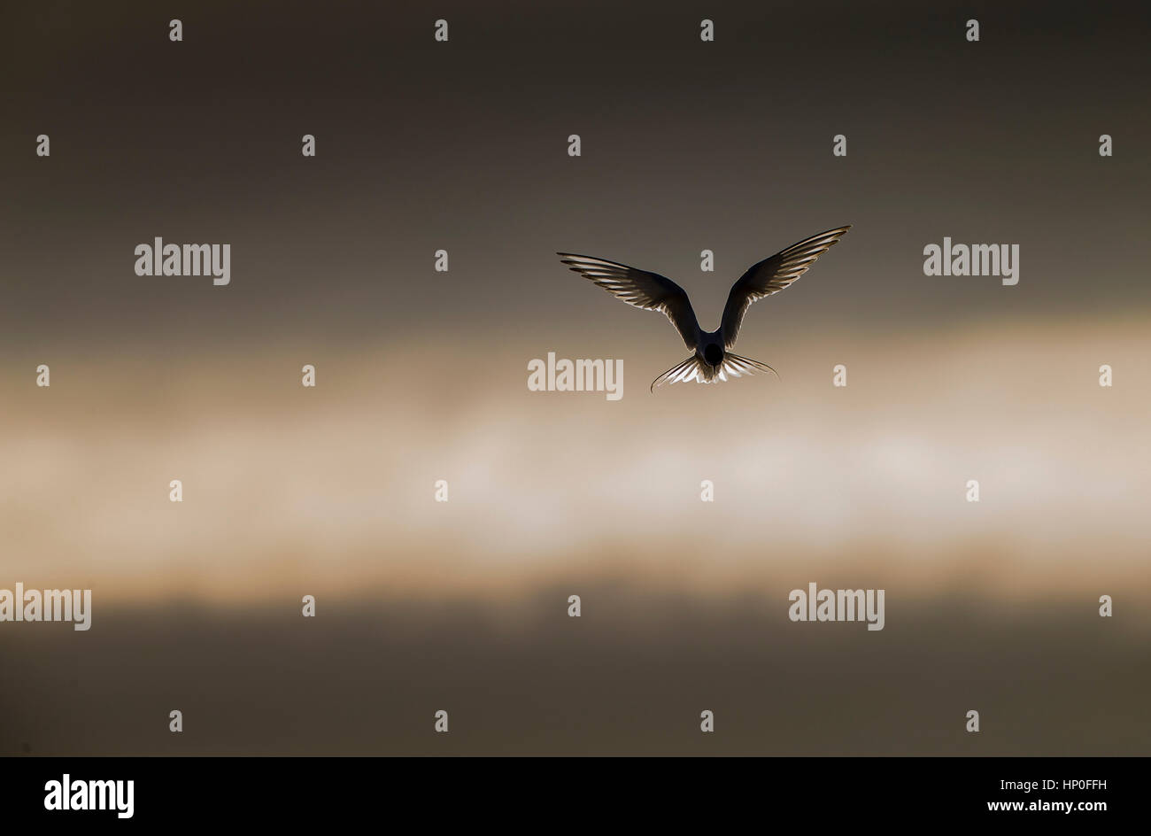 Sterne arctique (Sterna paradisaea) planant avec les ailes ouvertes et rétroéclairées contre un ciel dramatique gey Banque D'Images