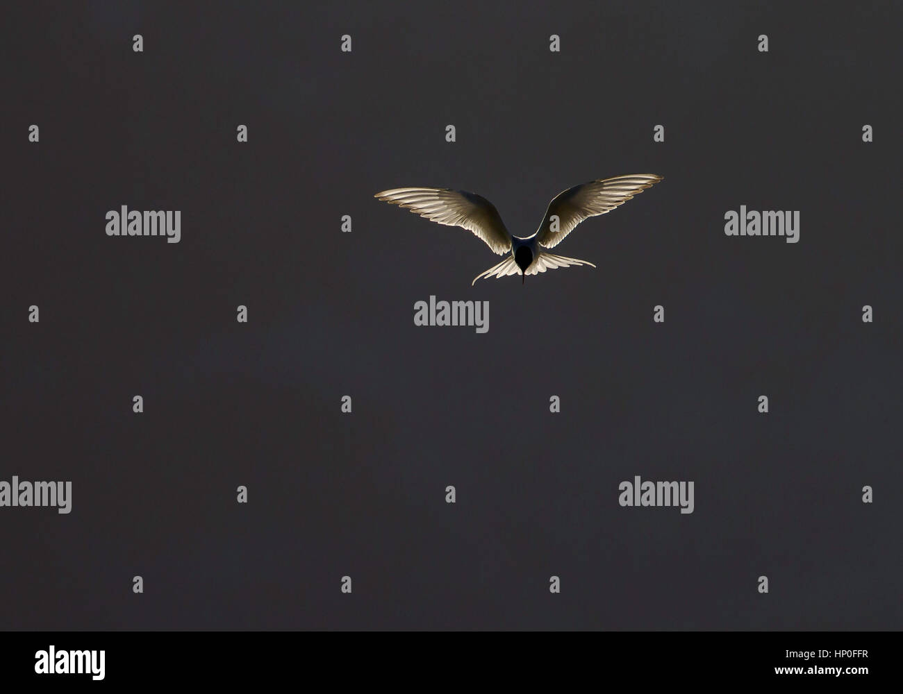 Sterne arctique (Sterna paradisaea) planant contre ciel gris foncé avec des ailes ouvertes et rétro-éclairées Banque D'Images