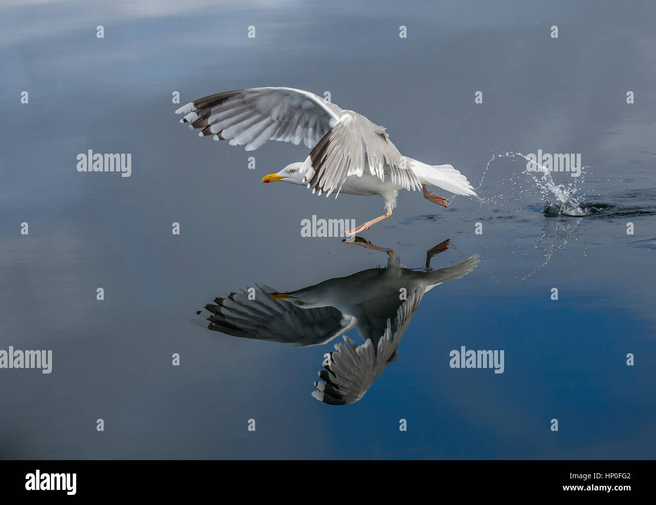 Goéland argenté (Larus argentatus) à marcher sur l'eau qu'il prend son envol, avec la surface encore montrant un reflet merveilleux Banque D'Images