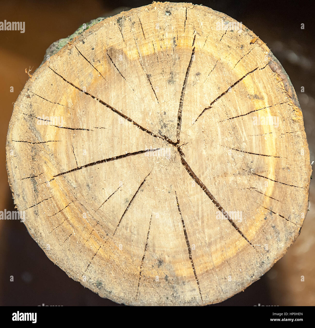 Vue de dessus d'une souche d'arbre isolé sur fissures radiales d'arrière-plan Banque D'Images