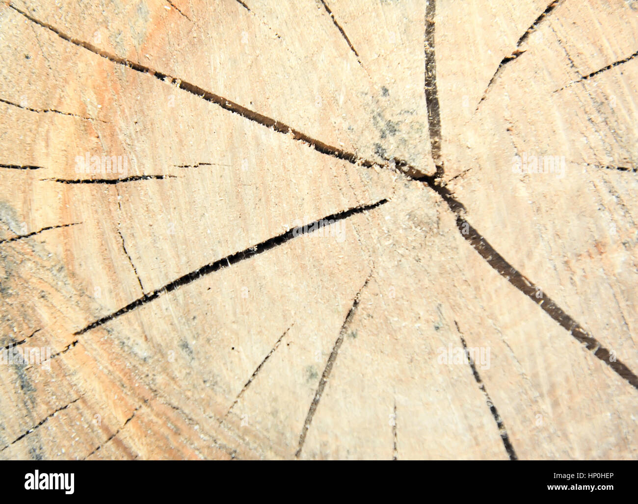 Vue de dessus d'une souche d'arbre isolé sur fissures radiales d'arrière-plan Banque D'Images