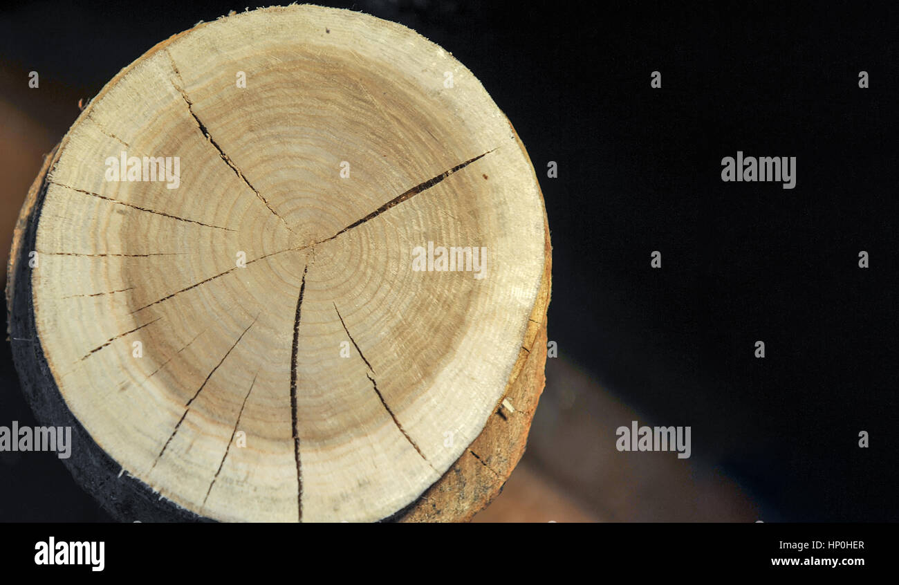 Vue de dessus d'une souche d'arbre isolé sur fissures radiales d'arrière-plan Banque D'Images