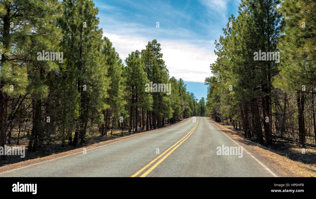 L'autoroute dans la forêt de montagne, l'Arizona près de Grand Canyon Banque D'Images