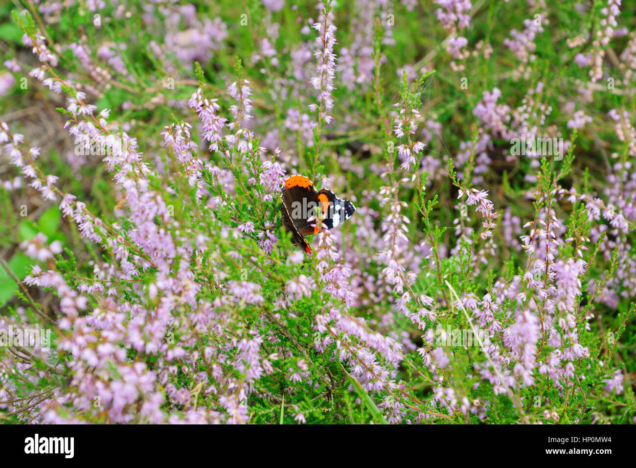 Grand papillon brun perché sur une plante snack Banque D'Images