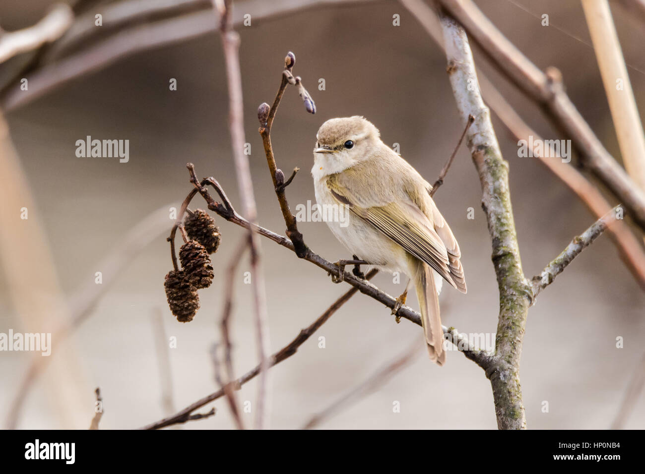 Willow warbler (Phylloscopus trochilus) sur l'aulne. Petit oiseau en famille Sylviidae perché sur Alnus sur zones humides à Cardiff, Pays de Galles, Royaume-Uni Banque D'Images