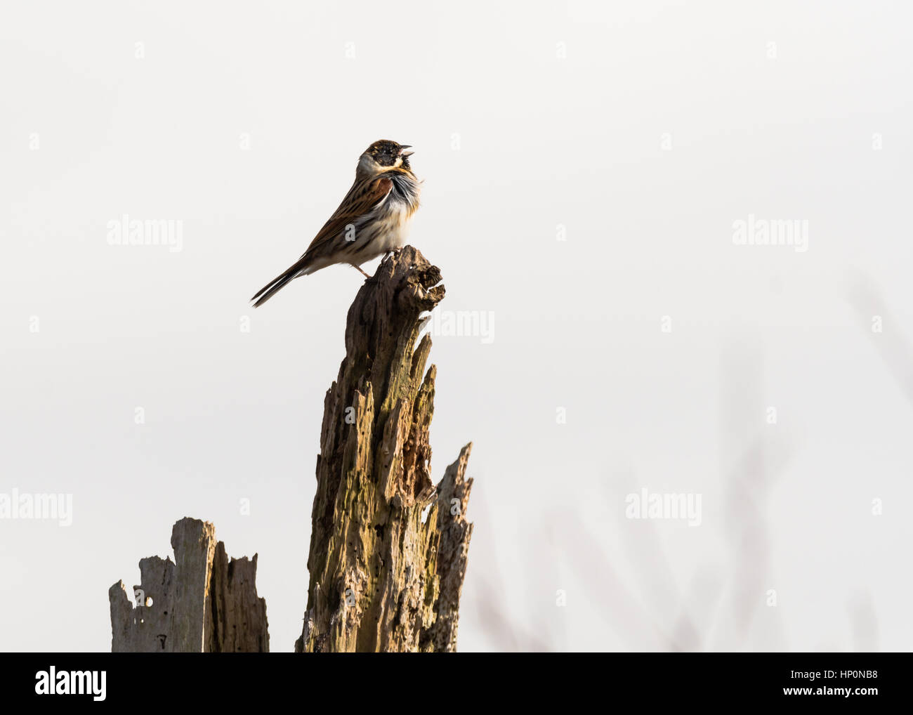 Bruant des roseaux (Emberiza schoeniclus) mâle chantant du post. Une zone humide oiseau de la famille des Emberizidae, avec des plumes qui souffle dans le vent et le bec ouvert Banque D'Images