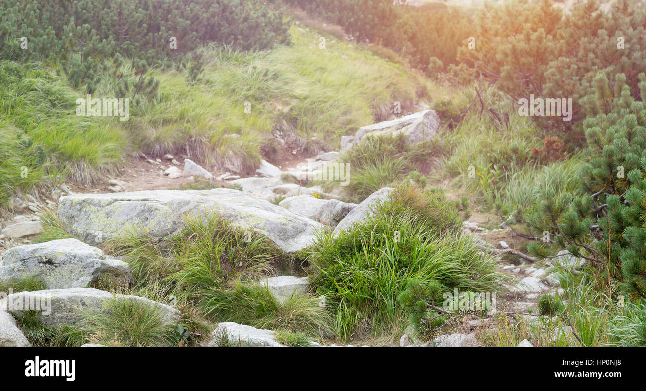 Les rochers et l'herbe sur le chemin de marche dans les montagnes Banque D'Images