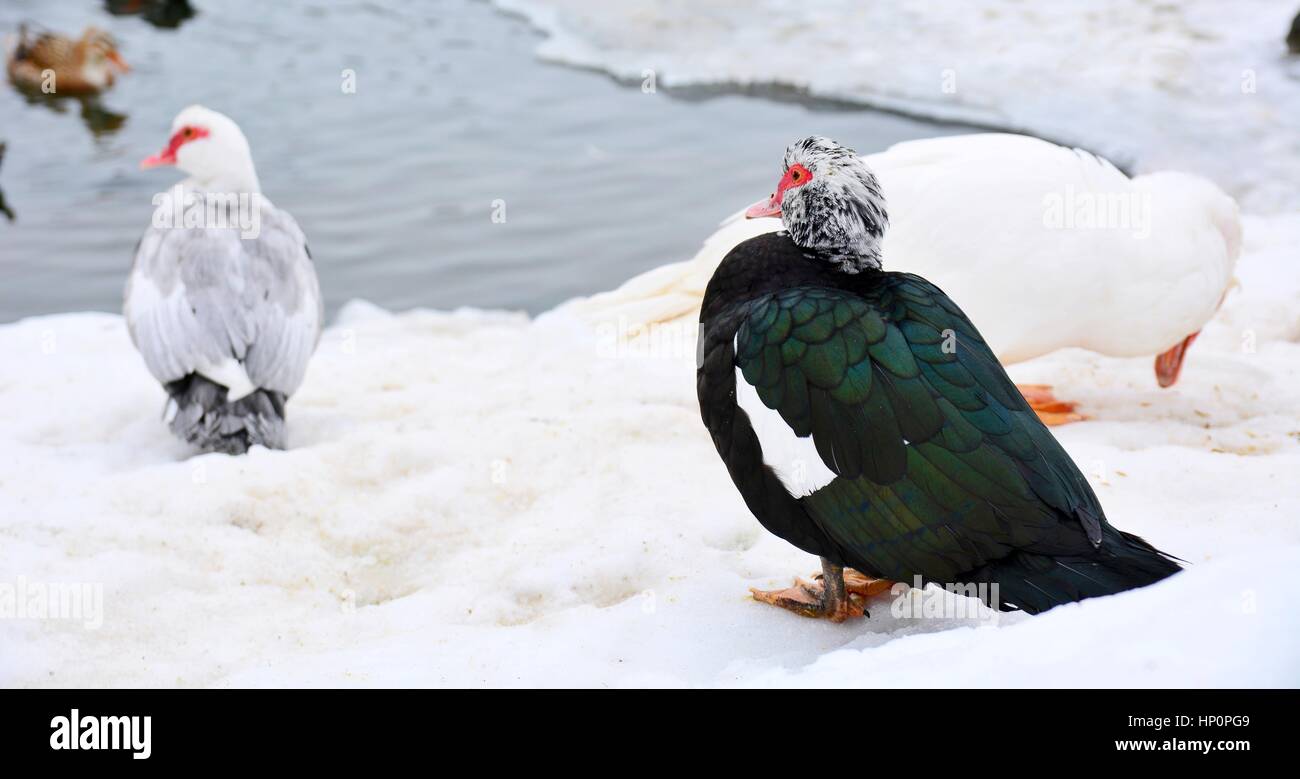 Groupe de trois canard debout sur la rive de l'étang gelé. Banque D'Images