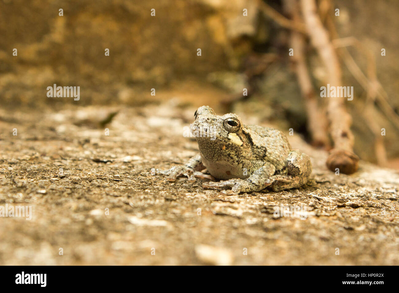 Petite grenouille d'arbre Paysage Vue de côté Banque D'Images