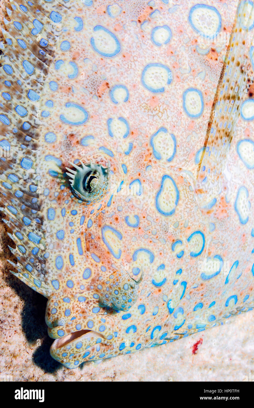 Bothus mancus,flet Peacock, également connu sous le nom de la plie rouge fleuri, est une espèce de poisson dans la famille Bothidés Banque D'Images