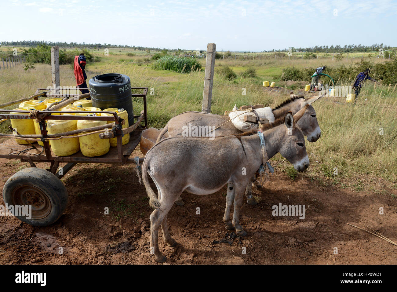 Au Kenya, le Mont Kenya à l'Est, Région du Sud , Ngariama personnes le transport de l'eau sur de longues distances / KENIA, Dorfbewohner transportieren Wasser ueber weite Entfernungen Banque D'Images