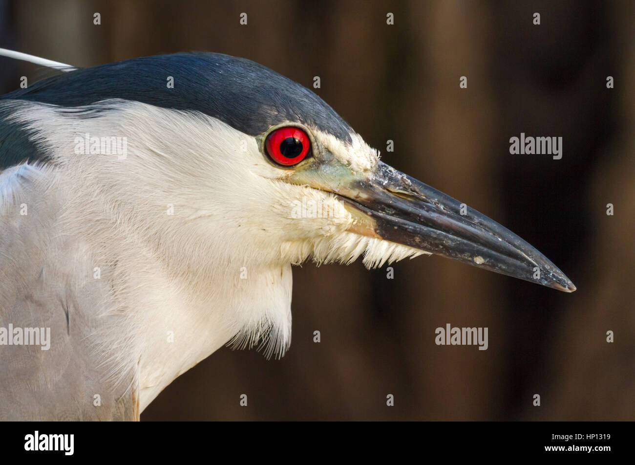 Le bihoreau gris (Nycticorax nycticorax) au port de Galveston Banque D'Images