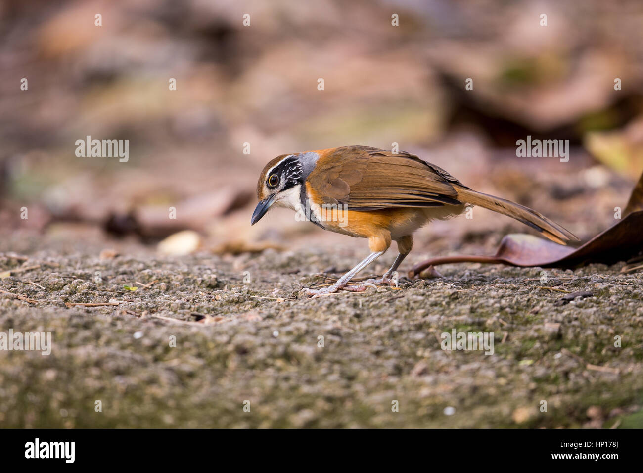 Plus Necklaced Laughingthrush (Garrulax pectoralis) à la recherche de nourriture Banque D'Images