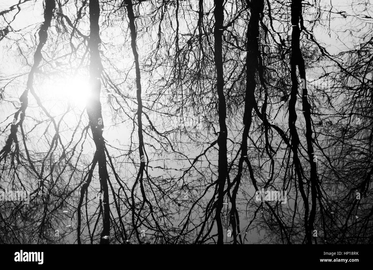 Sombre tableau des arbres sans feuilles minces reflétée dans l'eau de la rivière Banque D'Images
