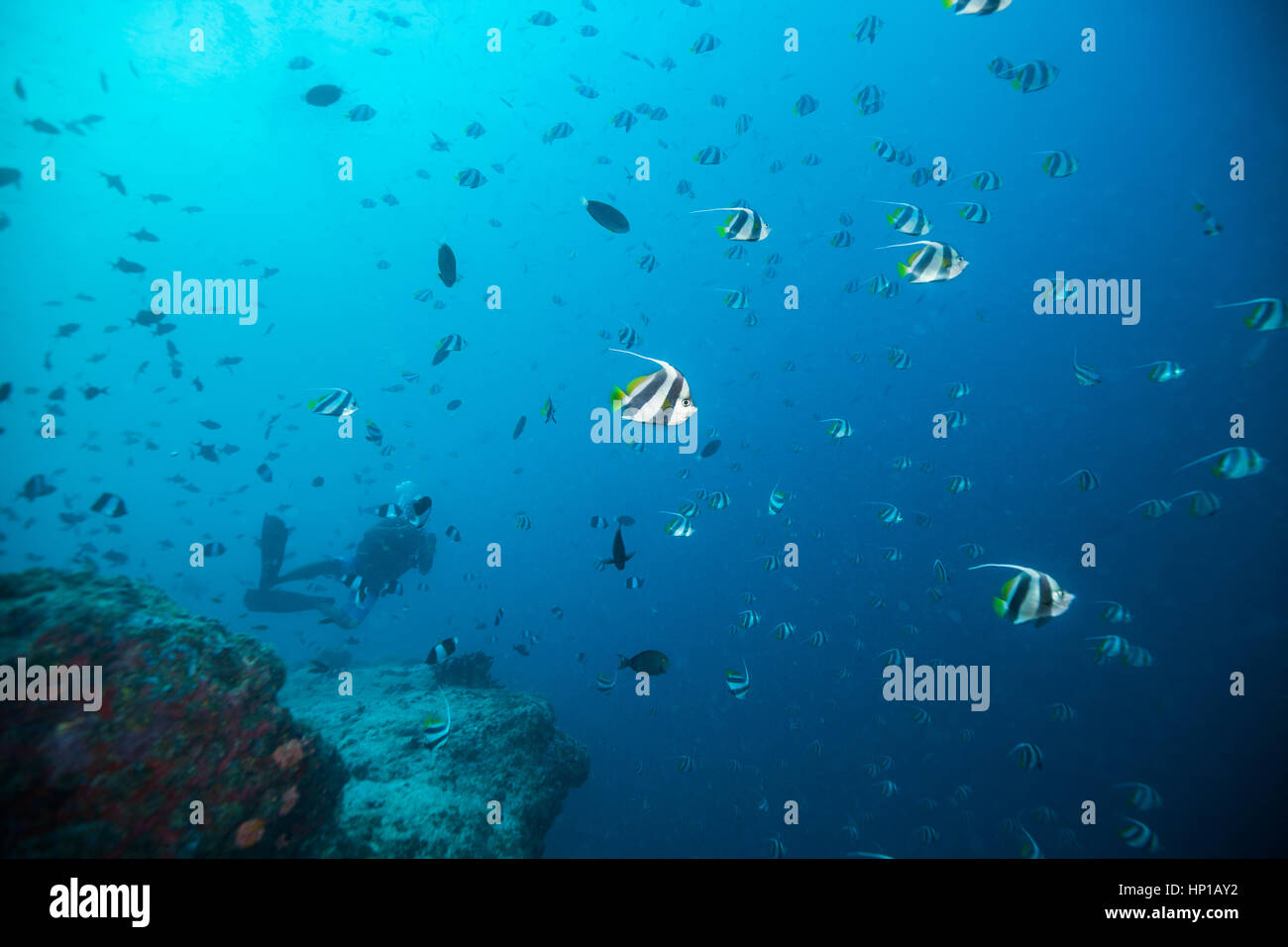 Troupeau de poissons chauve-souris flottant dans l'océan bleu profond, silhouettes de petits poissons de fond sur Banque D'Images