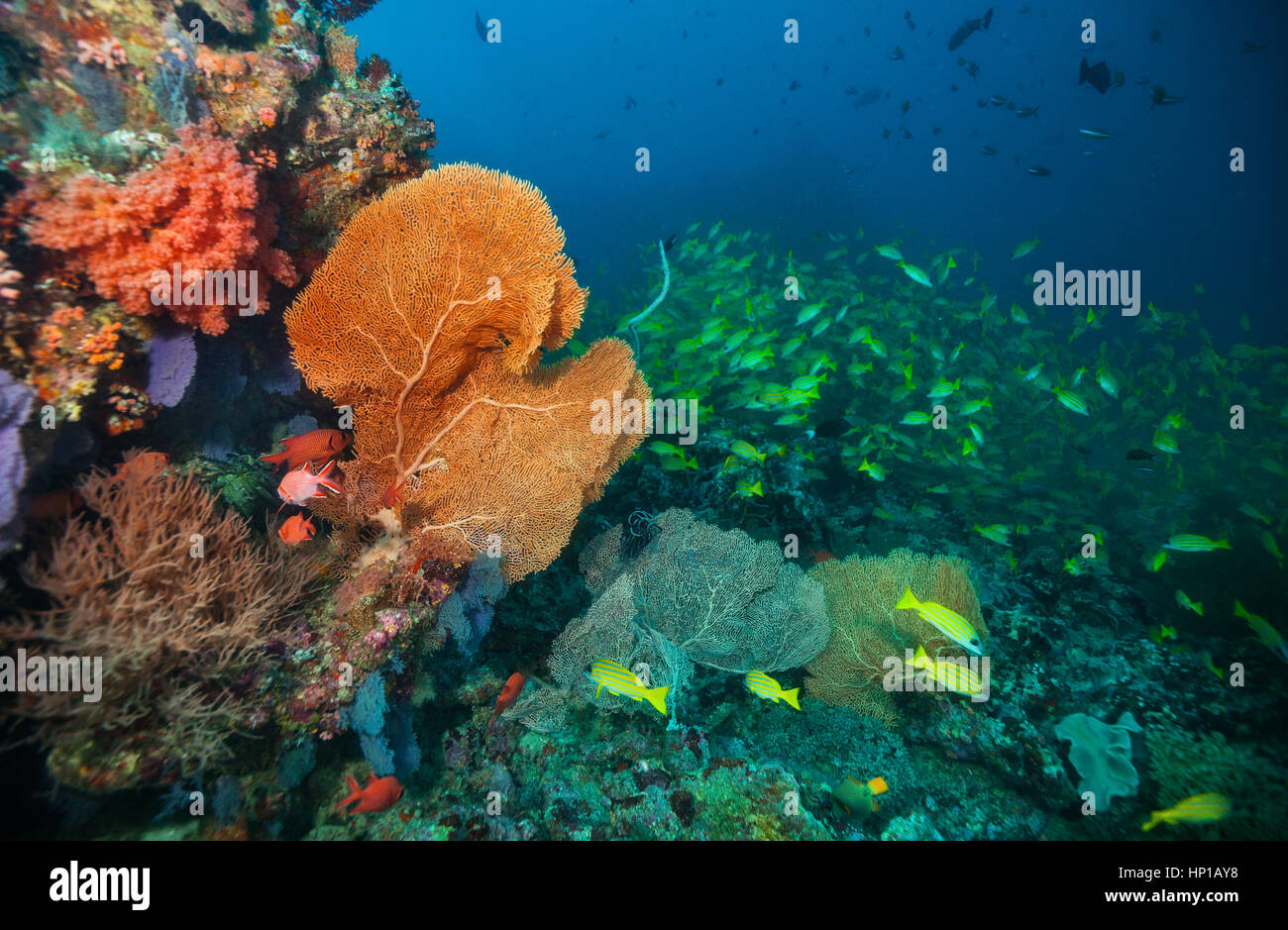 Belle barrière de corail dans l'océan Indien, les Maldives. La vie sous-marine et l'écosystème Banque D'Images