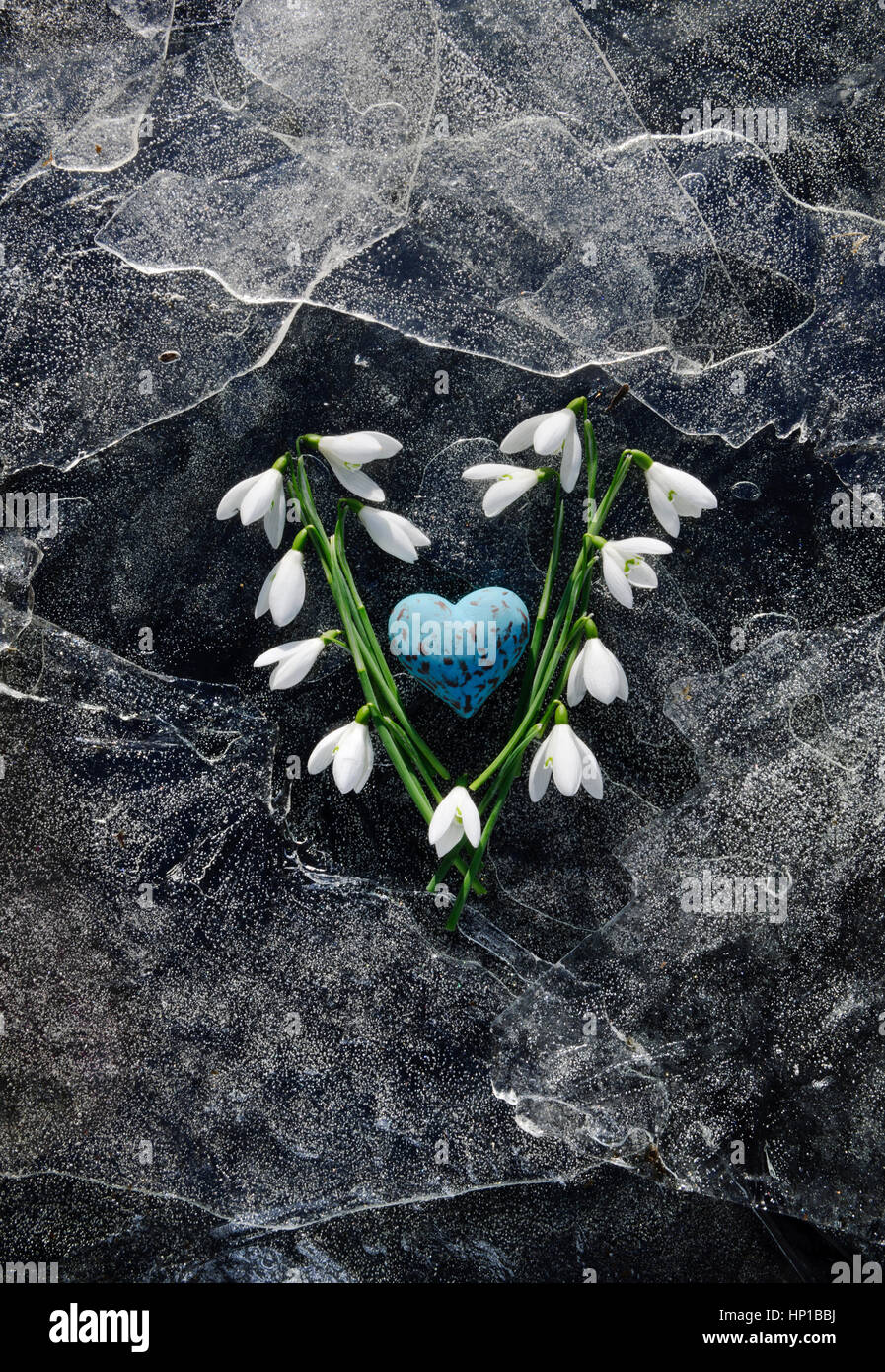 Snopdrop fleurs et oeufs coeur bleu, sur une fine couche de feuilles de glace fissurée, le cœur bleu est fait d'argile polymère par le photographe. Banque D'Images