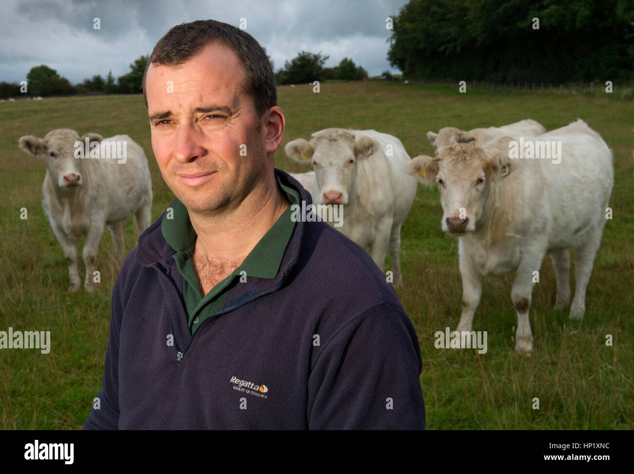 Éleveur de bovins, le petit James avec son troupeau de bovins shorthorn boeuf de race blanche sur sa ferme dans les collines de Mendip, Somerset, uk Banque D'Images