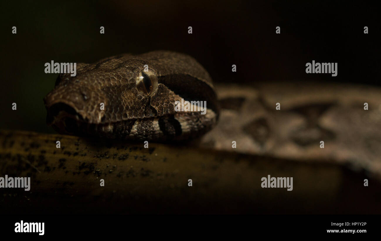 Boa Constrictor Boa à queue rouge ou la nuit Banque D'Images