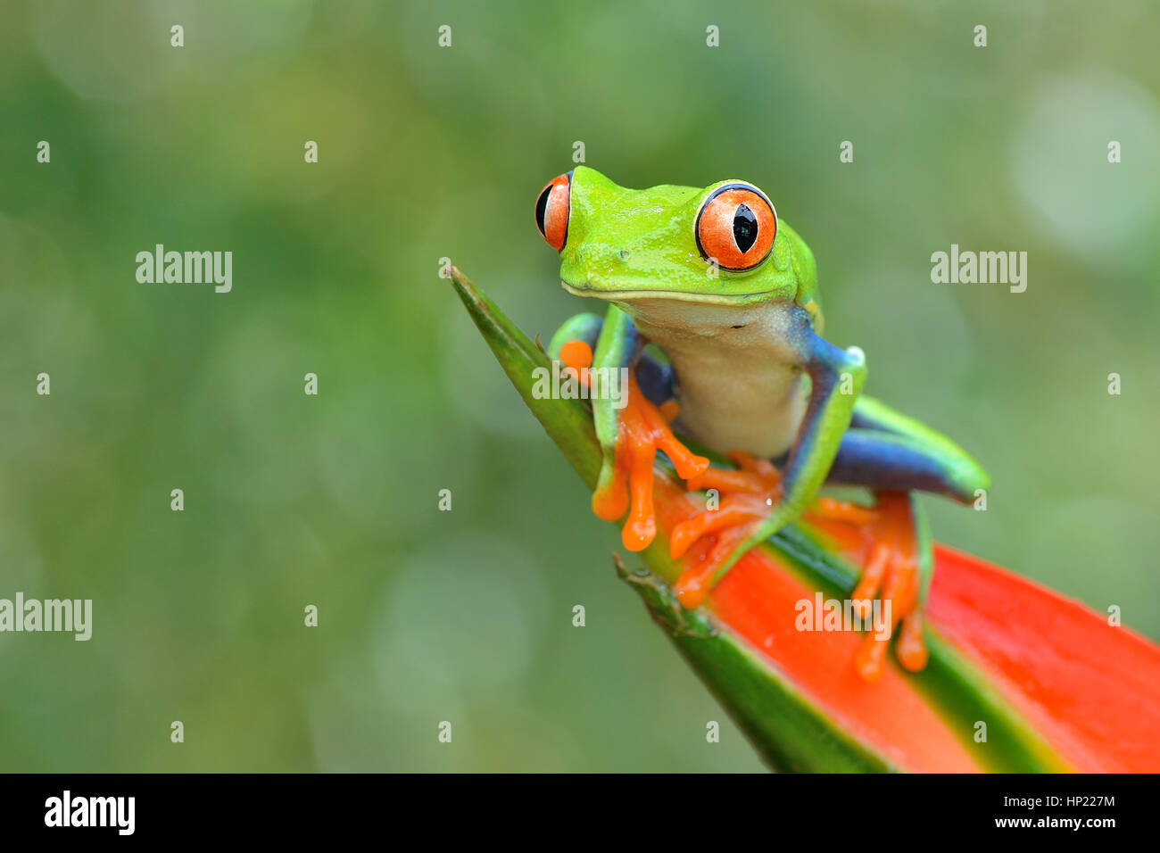 Red-eyed Tree Frog forêt tropicale au Costa Rica Banque D'Images