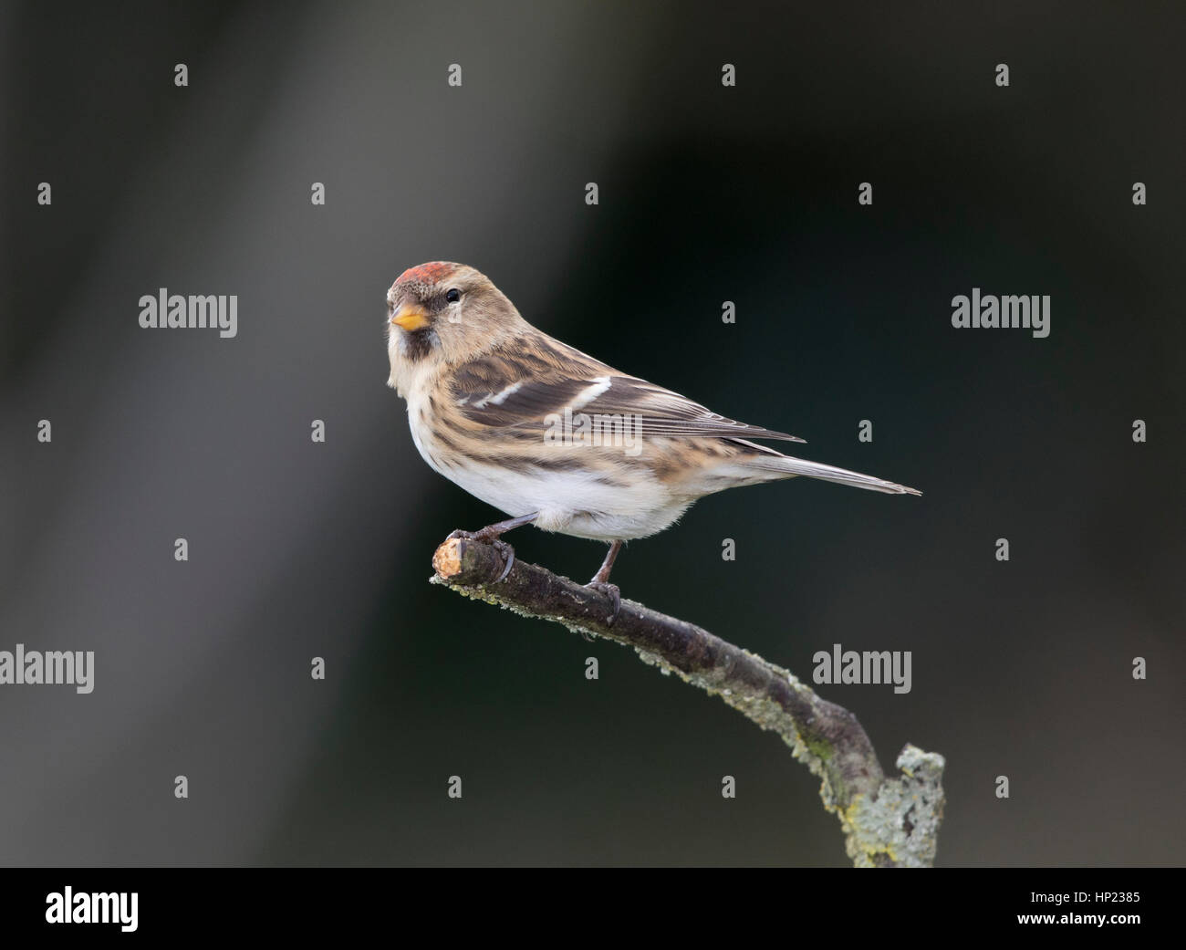 Sizerin blanchâtre sur une branche,hiver,Janvier 2017 Banque D'Images