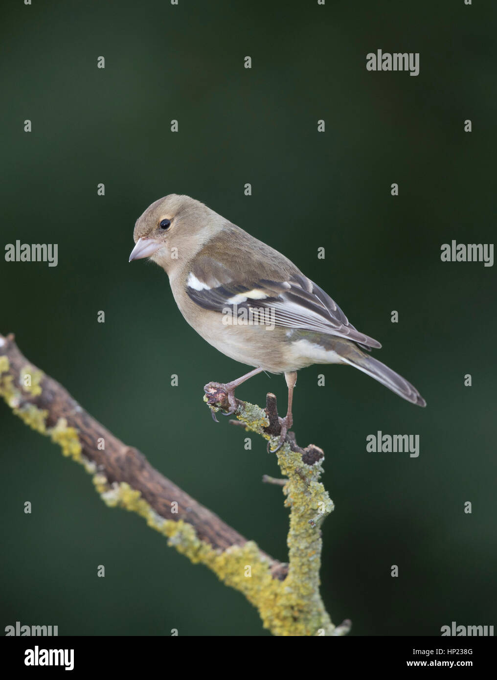 Chaffinch (Fringilla coelebs) sur un lichen couvertes,direction,hiver Mid Wales, 2017 Banque D'Images