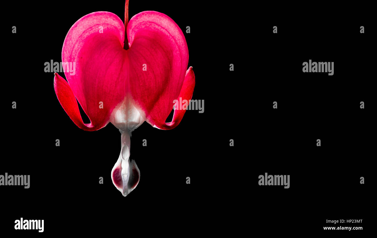 Lamprocapnos spectabilis (bleeding heart ou saignements asiatique-cœur) est une espèce de plantes de la famille du pavot. Autres noms communs : 'lyr Banque D'Images
