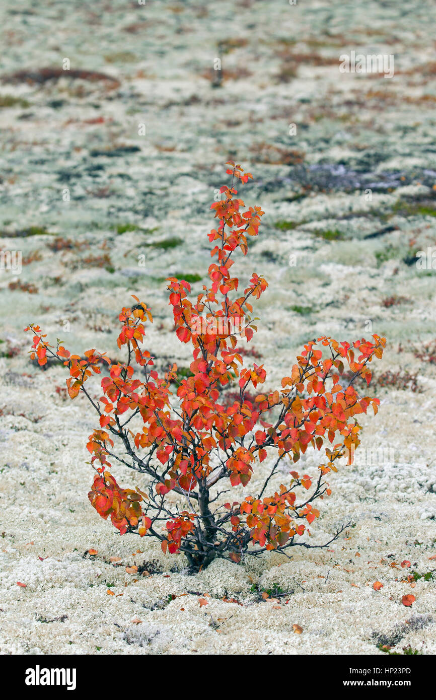 Bouleau blanc européen / bouleau pubescent / moor bouleau (Betula pubescens / Betula alba) dans la toundra à l'automne, le Parc National de Rondane, Dovre, Norvège Banque D'Images