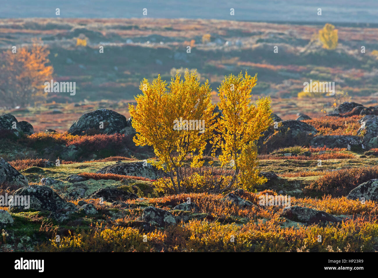 Bouleaux blancs européens / bouleau pubescent / moor bouleau (Betula pubescens / Betula alba) dans la toundra à l'automne, le Parc National de Rondane, Dovre, Norvège Banque D'Images