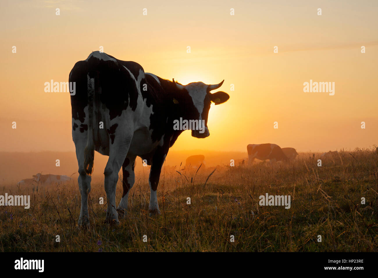 Friesian Holstein vache dans le champ à l'aube, race de bovins laitiers provenant de la provinces néerlandaises de Gueldre et frise Banque D'Images