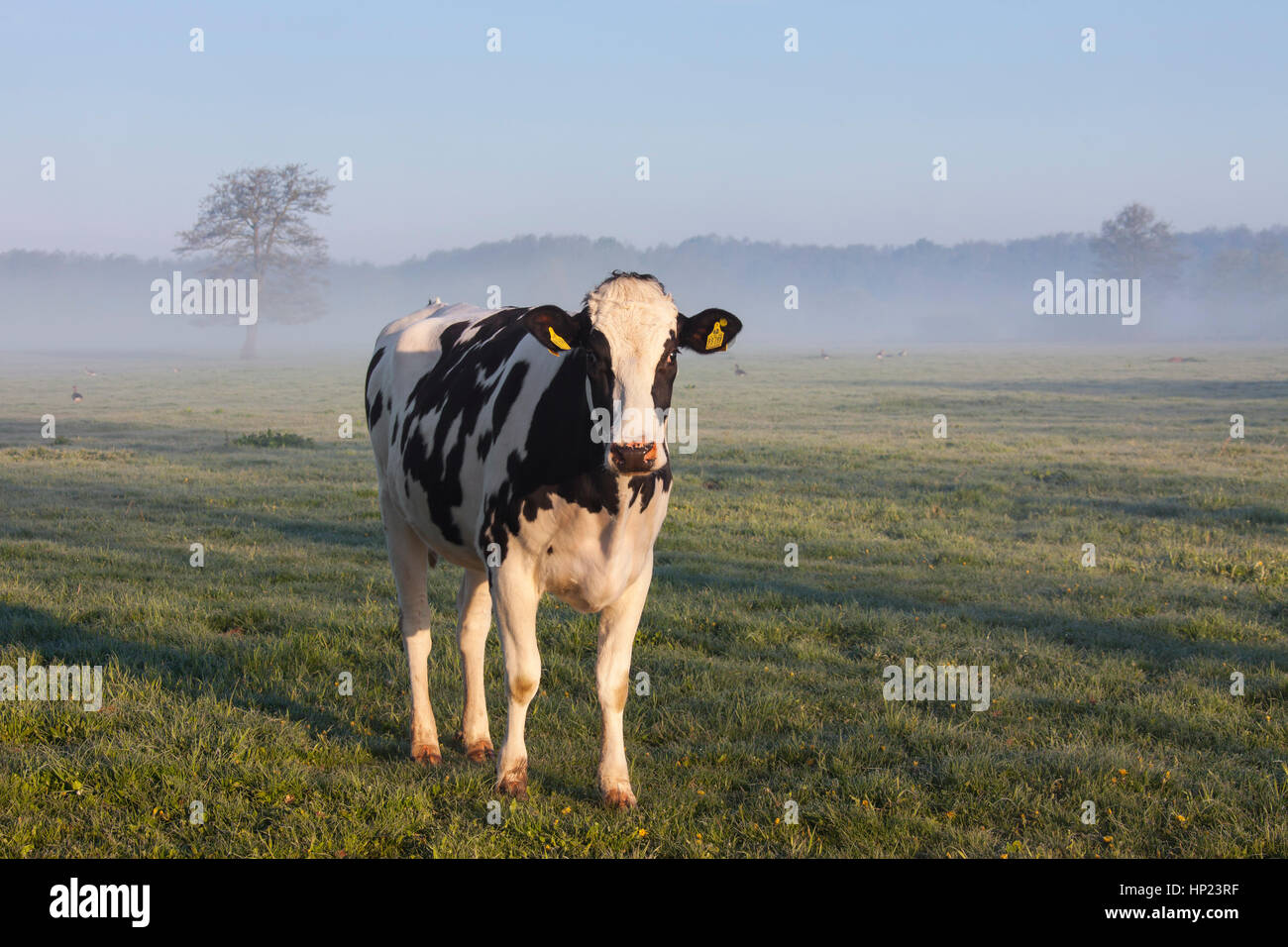Friesian Holstein vache dans champ, race de bovins laitiers provenant de la provinces néerlandaises de Gueldre et frise Banque D'Images