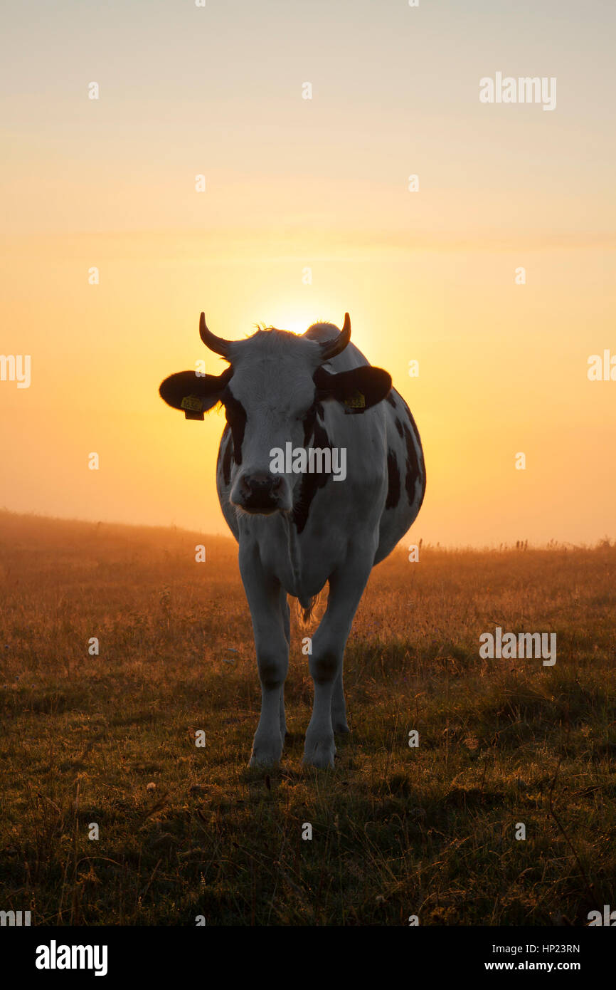 Friesian Holstein vache dans le champ à l'aube, race de bovins laitiers provenant de la provinces néerlandaises de Gueldre et frise Banque D'Images