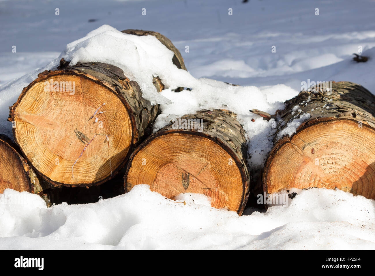 Pile de grumes de bois abattus dans la neige en forêt d'hiver Banque D'Images